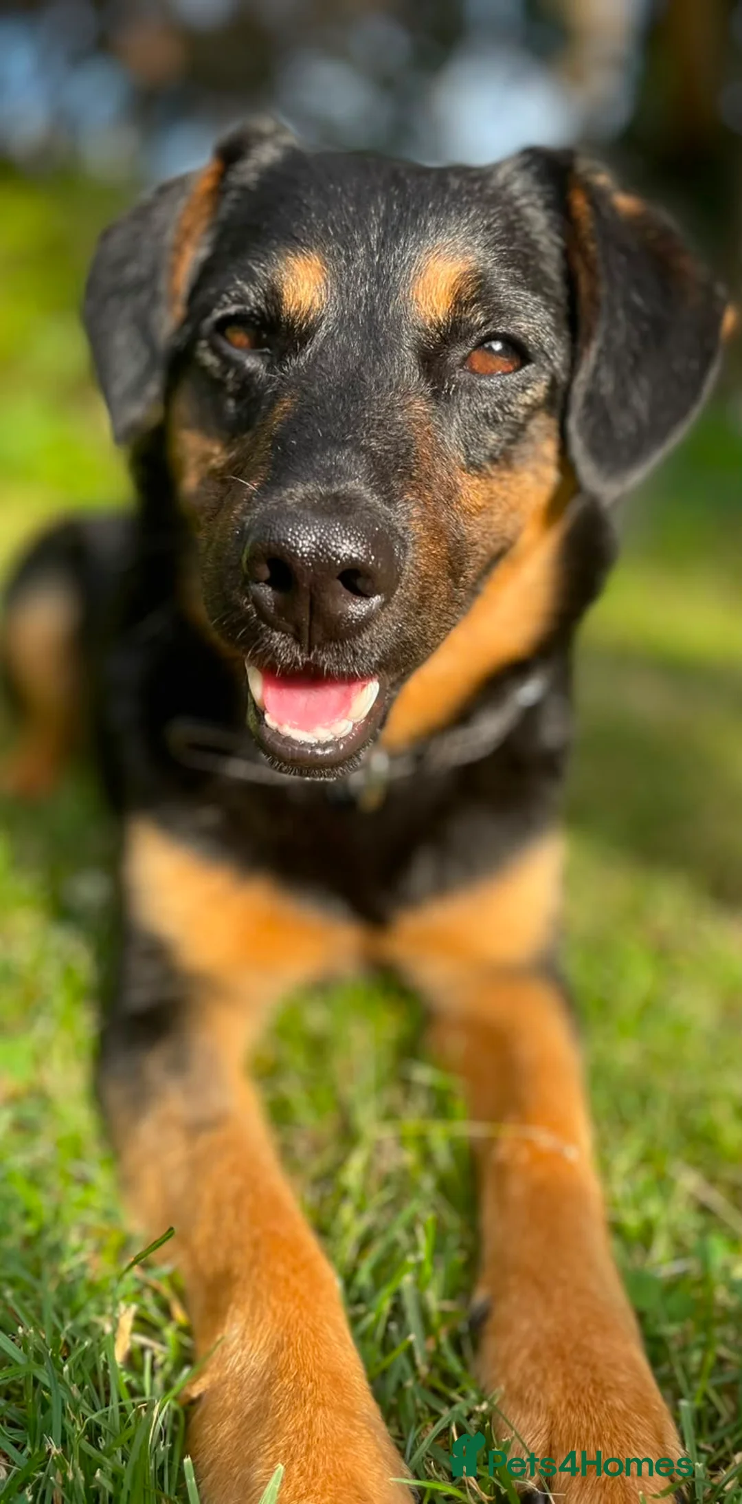 Mixed Breed dogs for adoption: CUTE DEZSO NEEDS LOVE - Advert 2