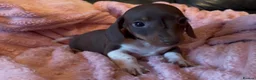 Miniature Dachshund dogs for sale: Beautiful miniature dachshund puppies  - Advert 33