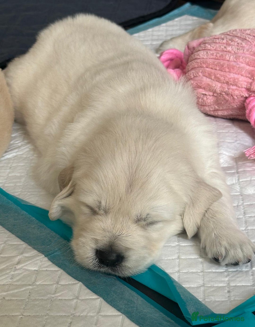Golden Retriever dogs for sale: Beautiful KC Registered Golden Retriever Puppies - Image 12