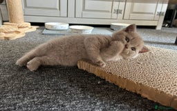 British Shorthair cats for sale: Stunning lilac BSH  - Image 24