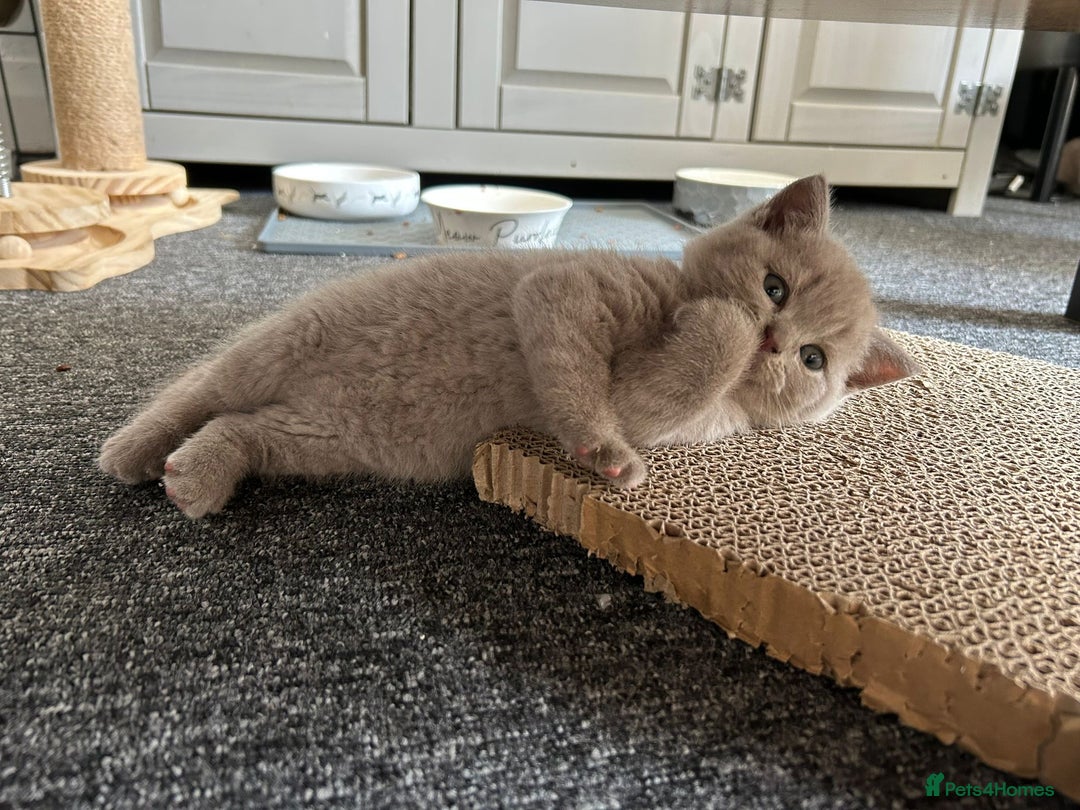 British Shorthair cats for sale: Stunning lilac BSH  - Image 24