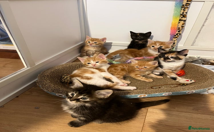 Mixed Breed cats - Advert 13