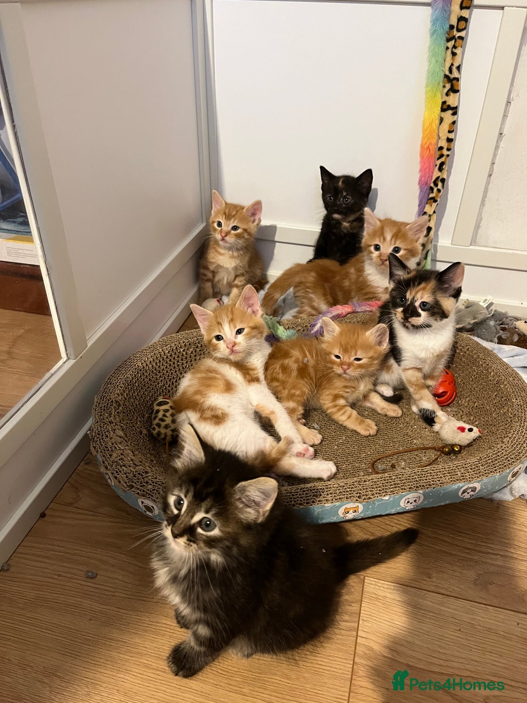 Mixed Breed cats for sale: Beautiful kittens  - Image 1