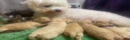 Shih Tzu dogs for stud: KC Toy poodle stud fully health tested  - Advert 2