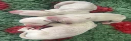 Italian Greyhound dogs for stud: RALPH AT STUD - Advert 6