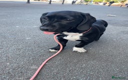 Mixed Breed dogs for sale: Loving home needed - Image 1