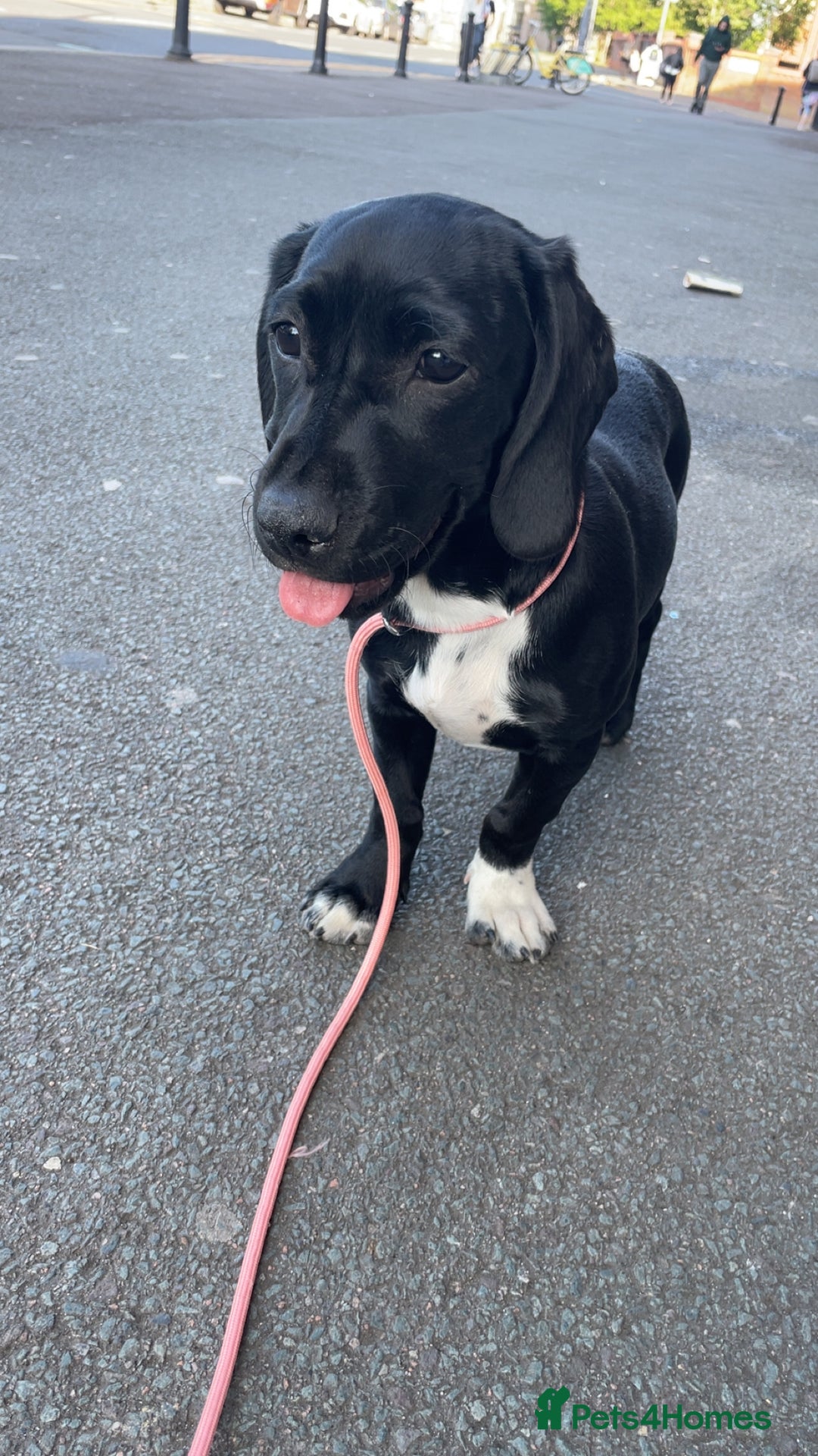 Mixed Breed dogs for sale: Loving home needed - Image 1