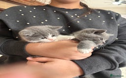 British Shorthair cats for sale: Two girls  - Image 2
