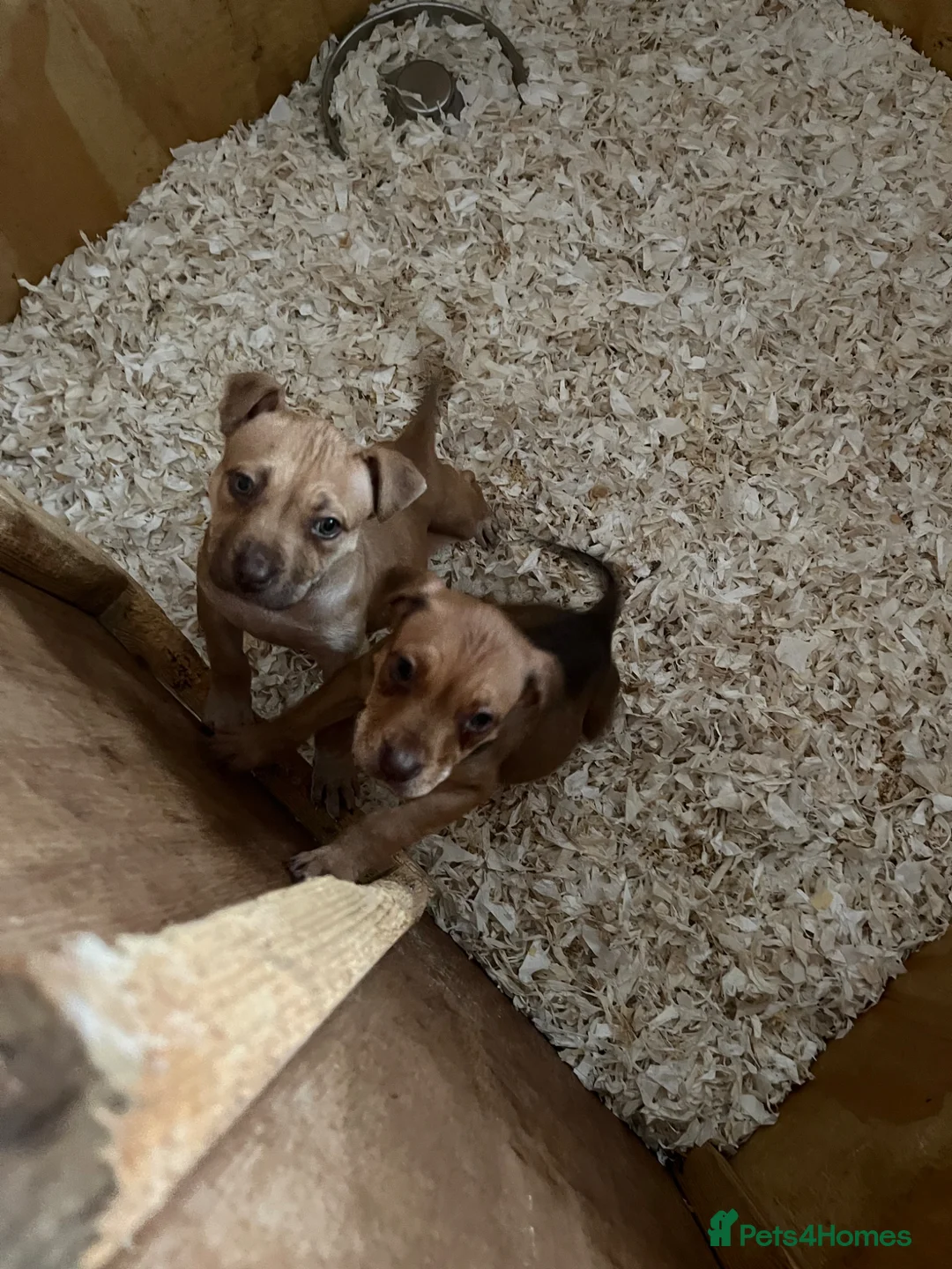 Mixed Breed dogs for sale: Mastiff x Serbian - Advert 6