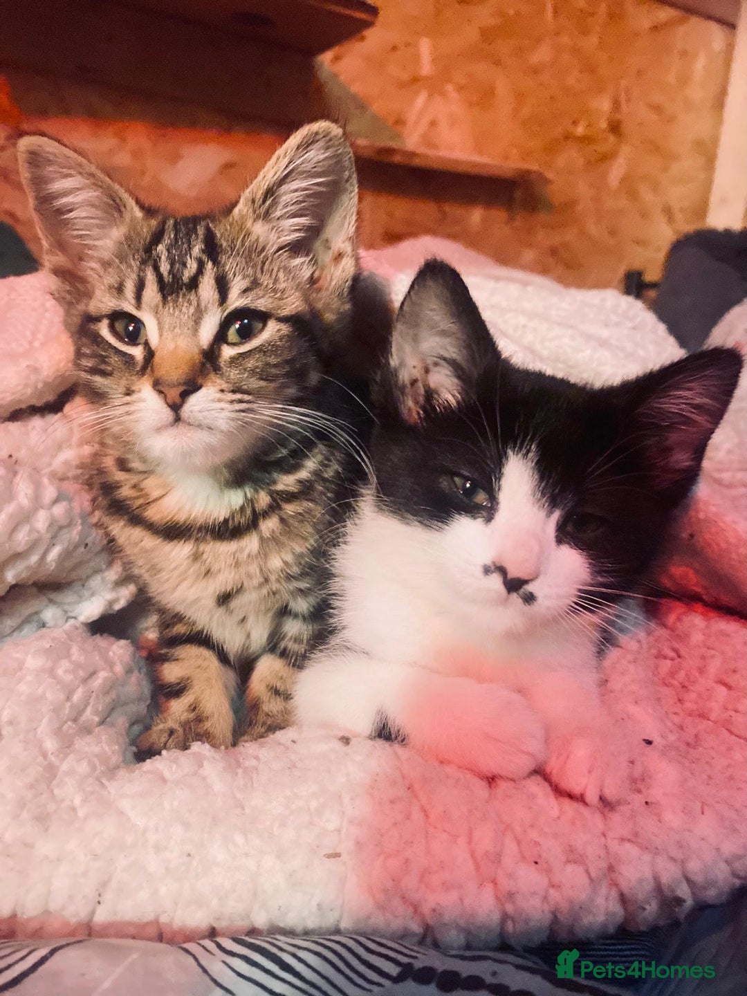 Mixed Breed cats for sale: Soft, Sweet, and Full of Fun…. - Advert 17