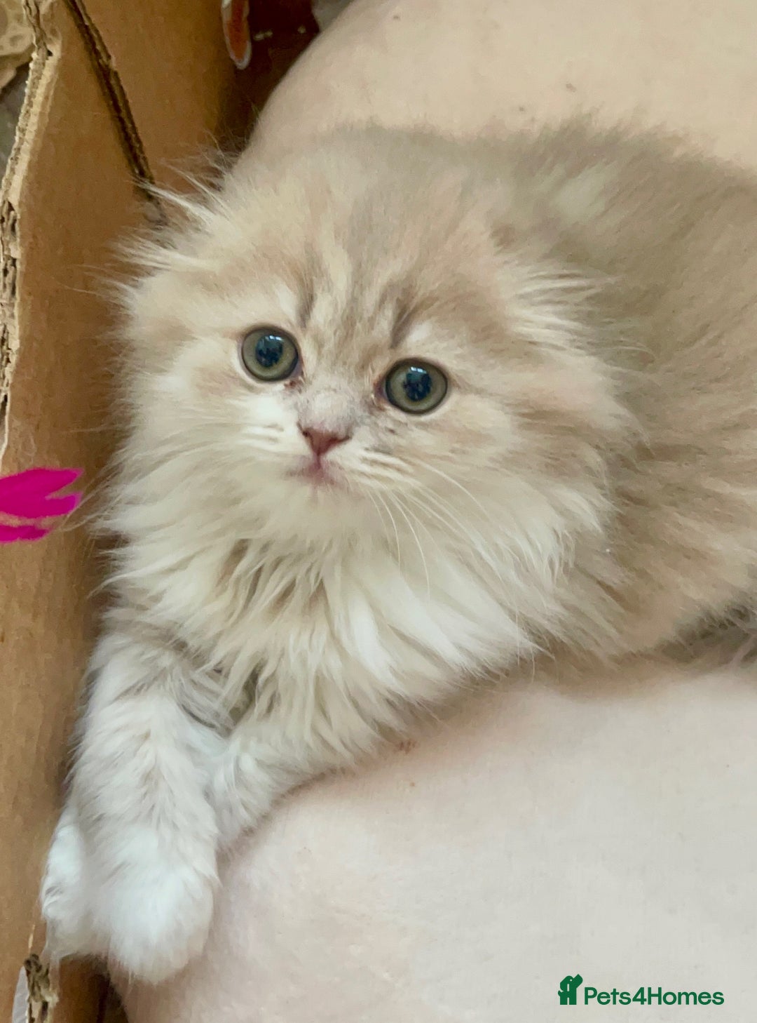 British Longhair cats for sale: beautiful lovely british long hair boy kitten - Advert 2
