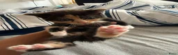American Shorthair cats for sale: Gorgeous kittens for sale - Advert 4