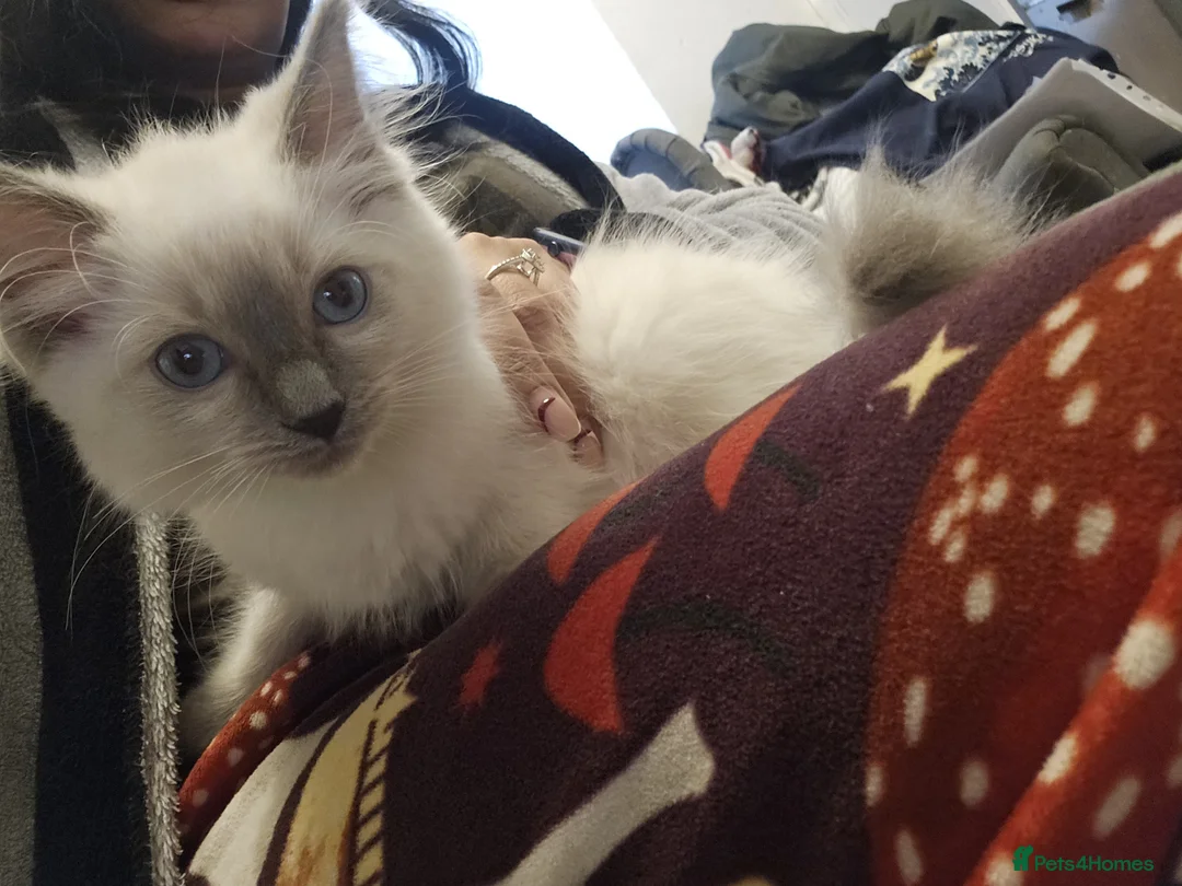 Ragdoll cats for sale: Blue point kittens for sale - Advert 13