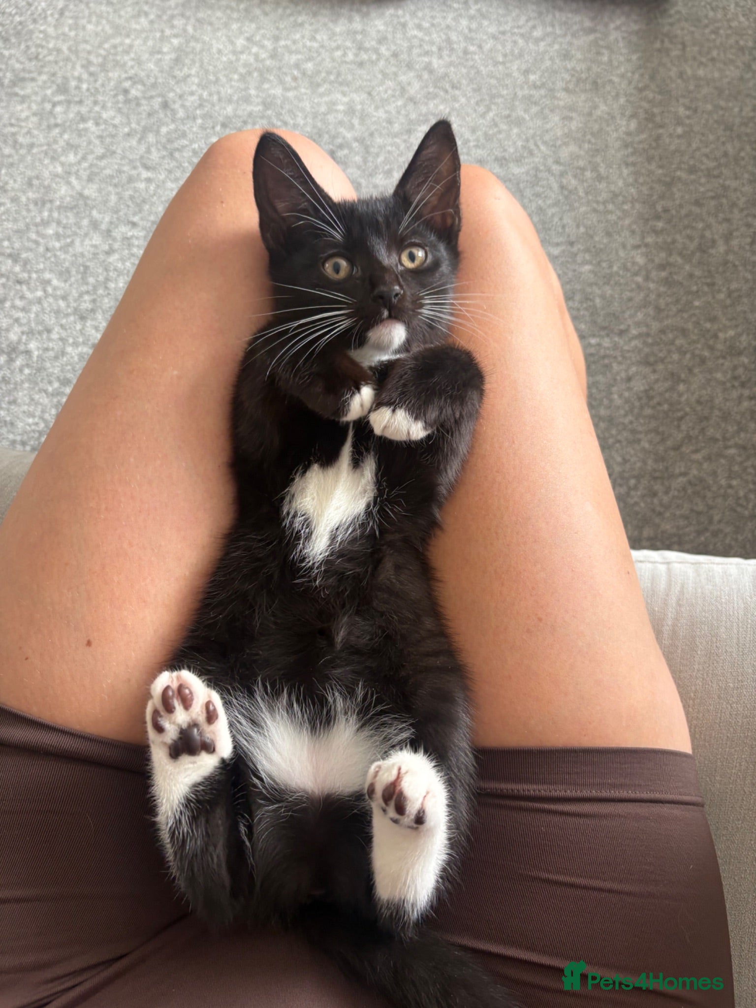 Mixed Breed cats Tuxedo short haired girls  - Advert 4
