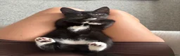 Mixed Breed cats for sale: Tuxedo short haired girls  - Advert 1