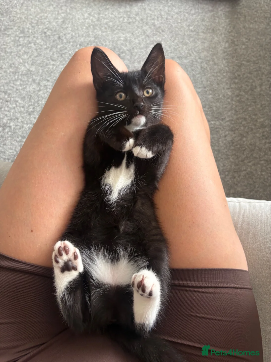 Mixed Breed cats for sale: Tuxedo short haired girls  - Advert 1