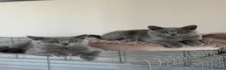 British Shorthair cats for sale: Pedigree British Shorthair Kittens (READY) - Advert 3