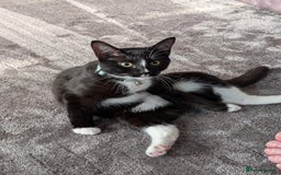 Mixed Breed cats for sale: Kitten for sale  - Image 3