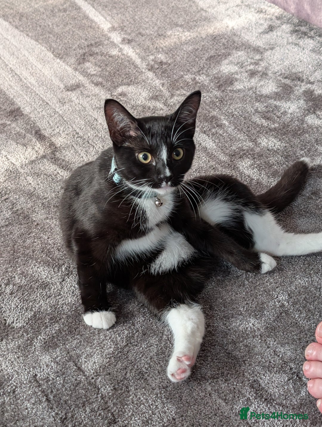 Mixed Breed cats for sale: Kitten for sale  - Image 3
