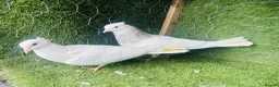 Pigeons birds for sale: Vaccinated Pakistani Pigeons – 20 Pairs - Advert 7