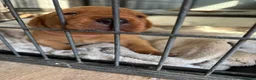 Labrador Retriever dogs for sale: Labrador Retriever Puppies 🐾 in Diss - Advert 5