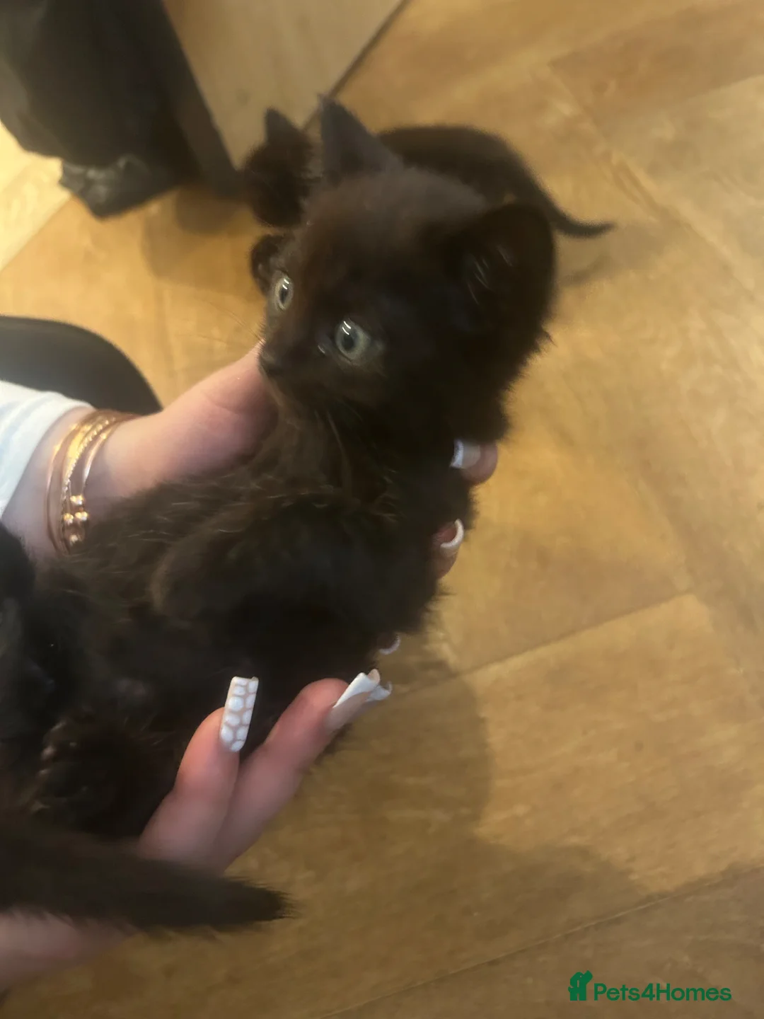 Nebelung cats for sale: Beautiful Long haired black/grey Nebelung kittens - Advert 2