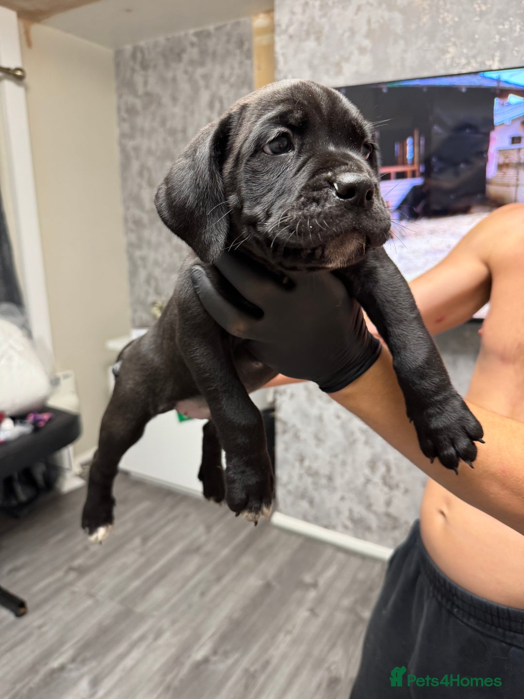 Mixed Breed dogs for sale: 7 beautiful puppies for sale - Image 21