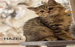 British Shorthair cats for sale: Pedigree|Champion Lines|GCCF Registered| - Image 26