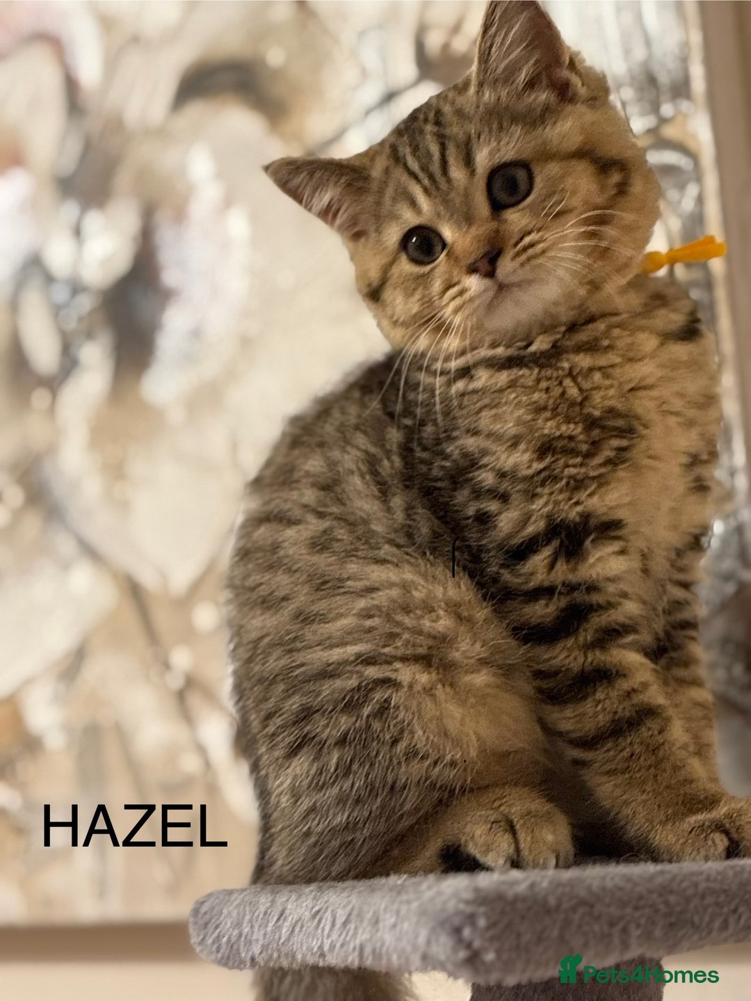 British Shorthair cats for sale: Pedigree|Champion Lines|GCCF Registered| - Image 26