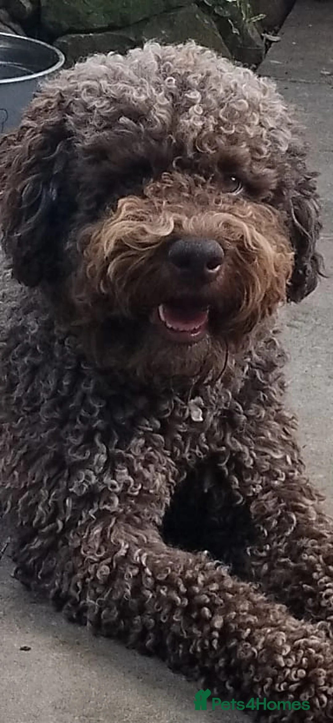 Lagotto Romagnolo dogs for stud: Kc reg proven dna tested lagotto  for stud £700 in Belper - Advert 17