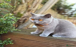 British Shorthair cats for sale: 🐾 British Shorthair Kittens – 8 Weeks Old  - Image 12