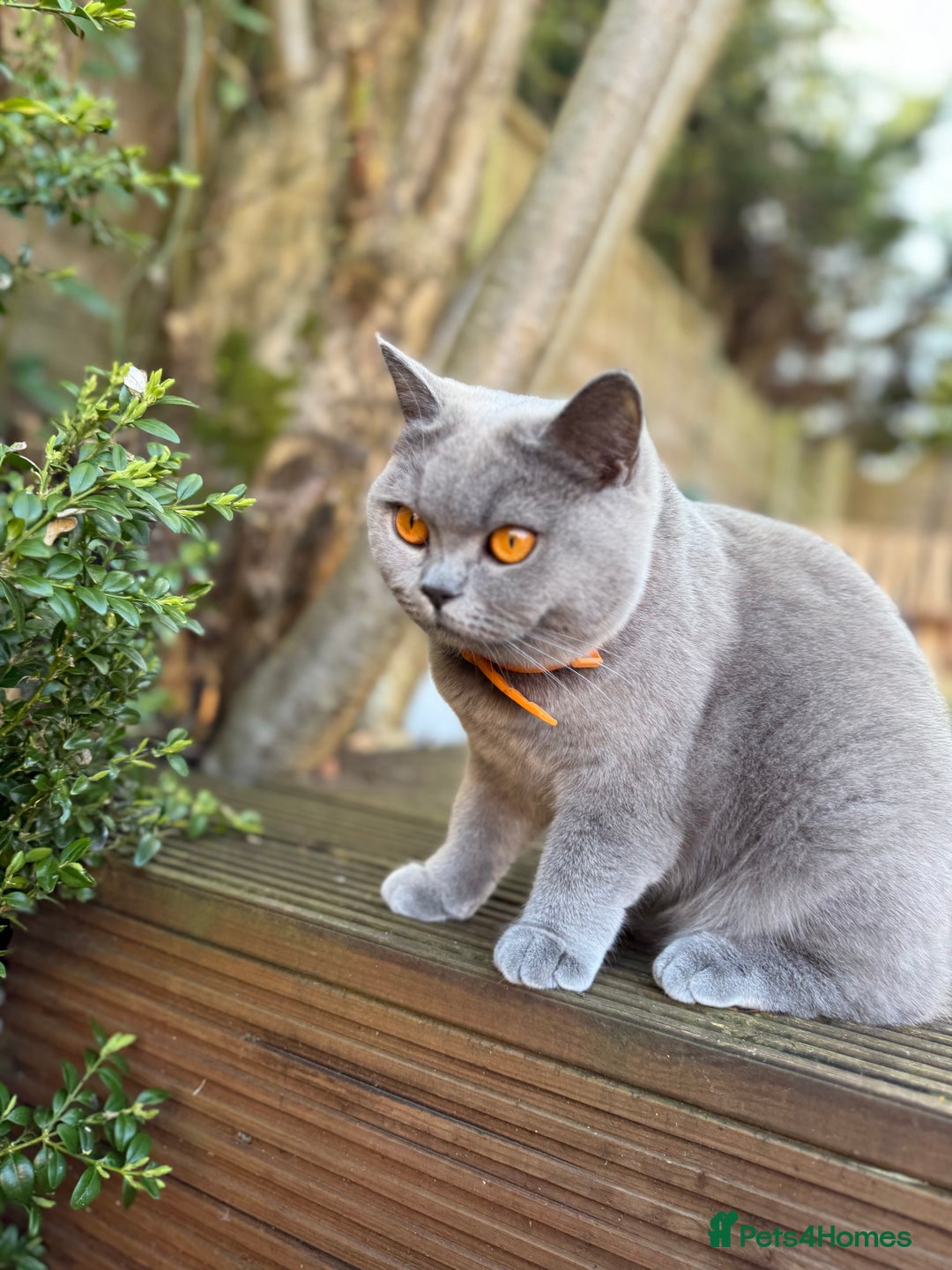 British Shorthair cats for sale: 🐾 British Shorthair Kittens – 8 Weeks Old  - Image 12