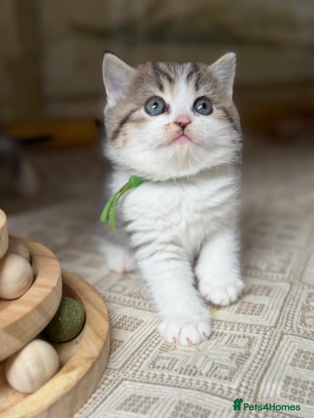 British Longhair cats BLH Adorable unique kittens TICA - Advert 2