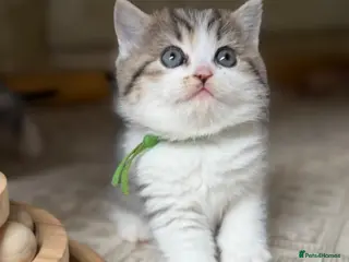 British Longhair cats BLH Adorable unique kittens TICA - Advert 2