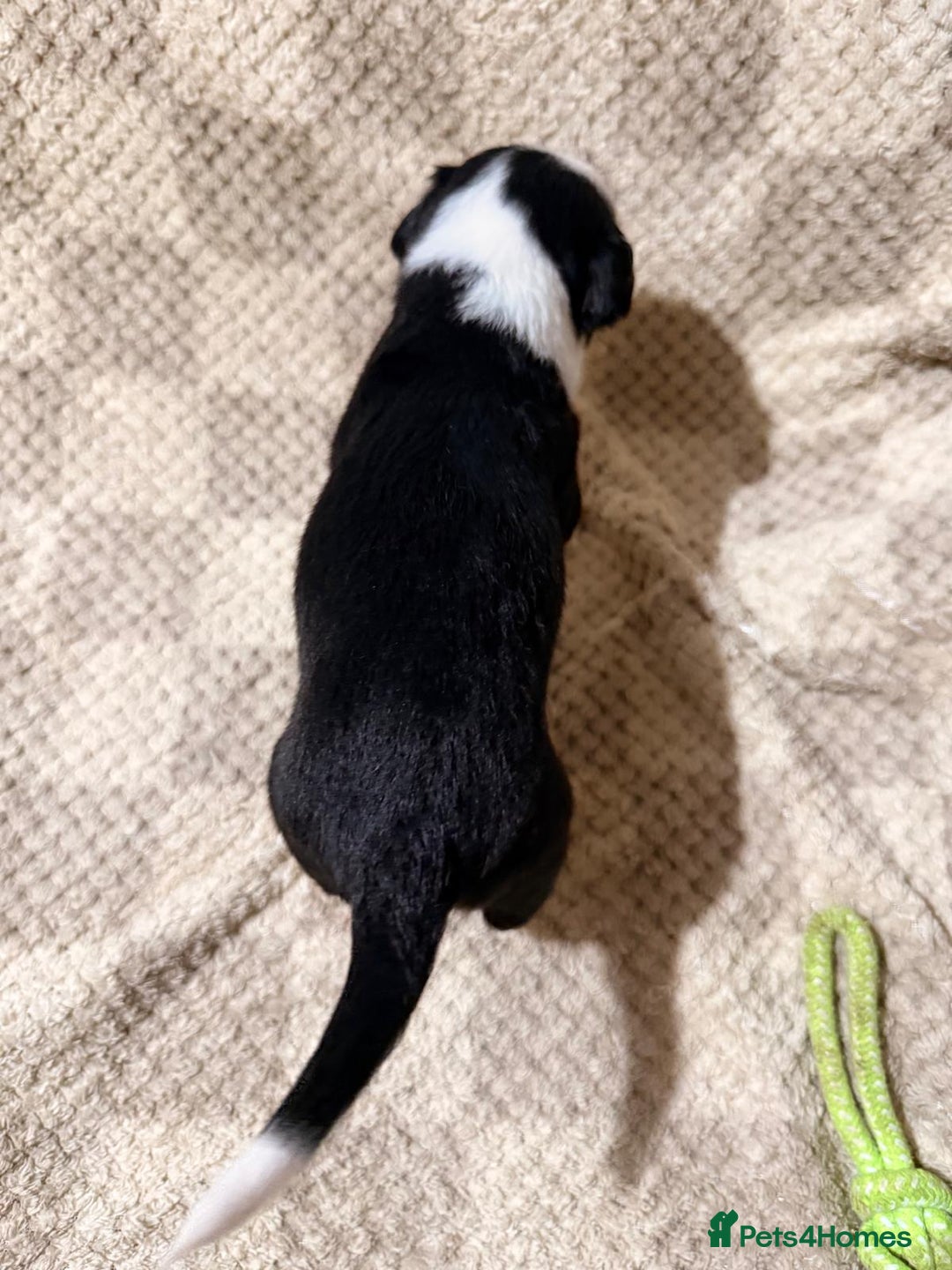 Mixed Breed dogs for sale: ✨🐾 3 Beautiful Female Puppies Available 🐾✨ - Advert 9