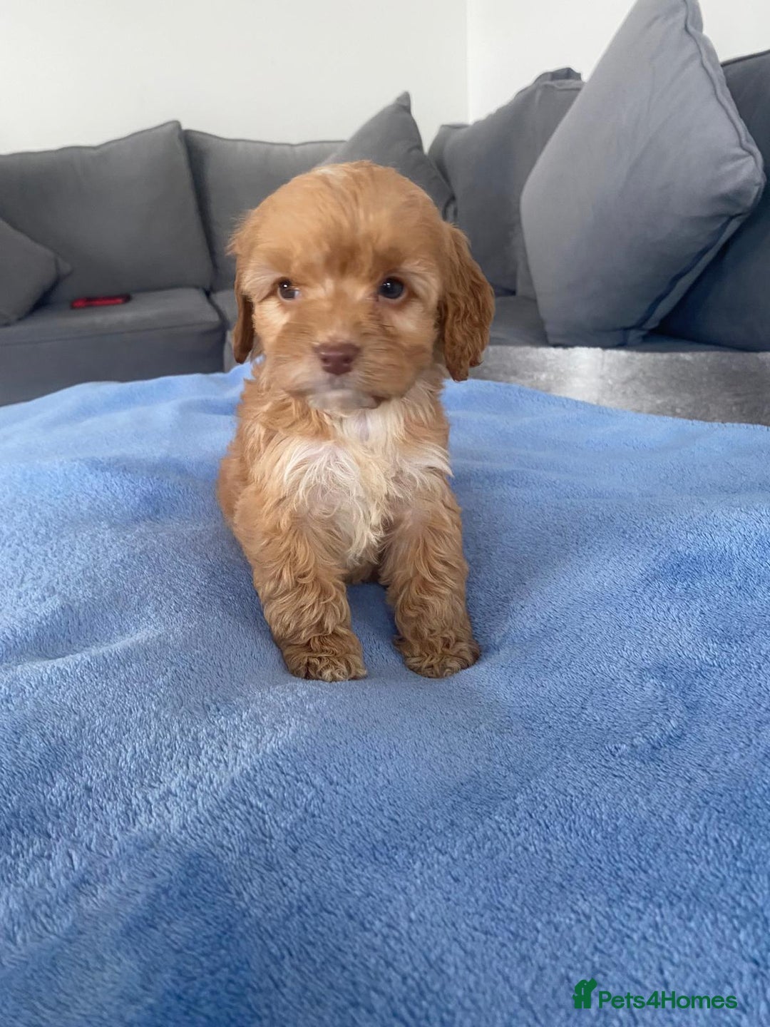 Cockapoo dogs for sale: F1 Cockapoos  - Image 5