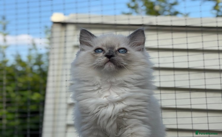 Ragdoll cats - Advert 16
