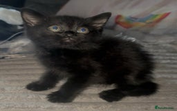 Mixed Breed cats for sale: Grey tabby & black kittens - Image 6