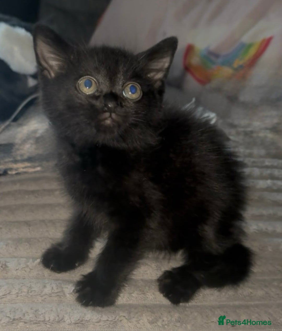 Mixed Breed cats for sale: Grey tabby & black kittens - Image 6