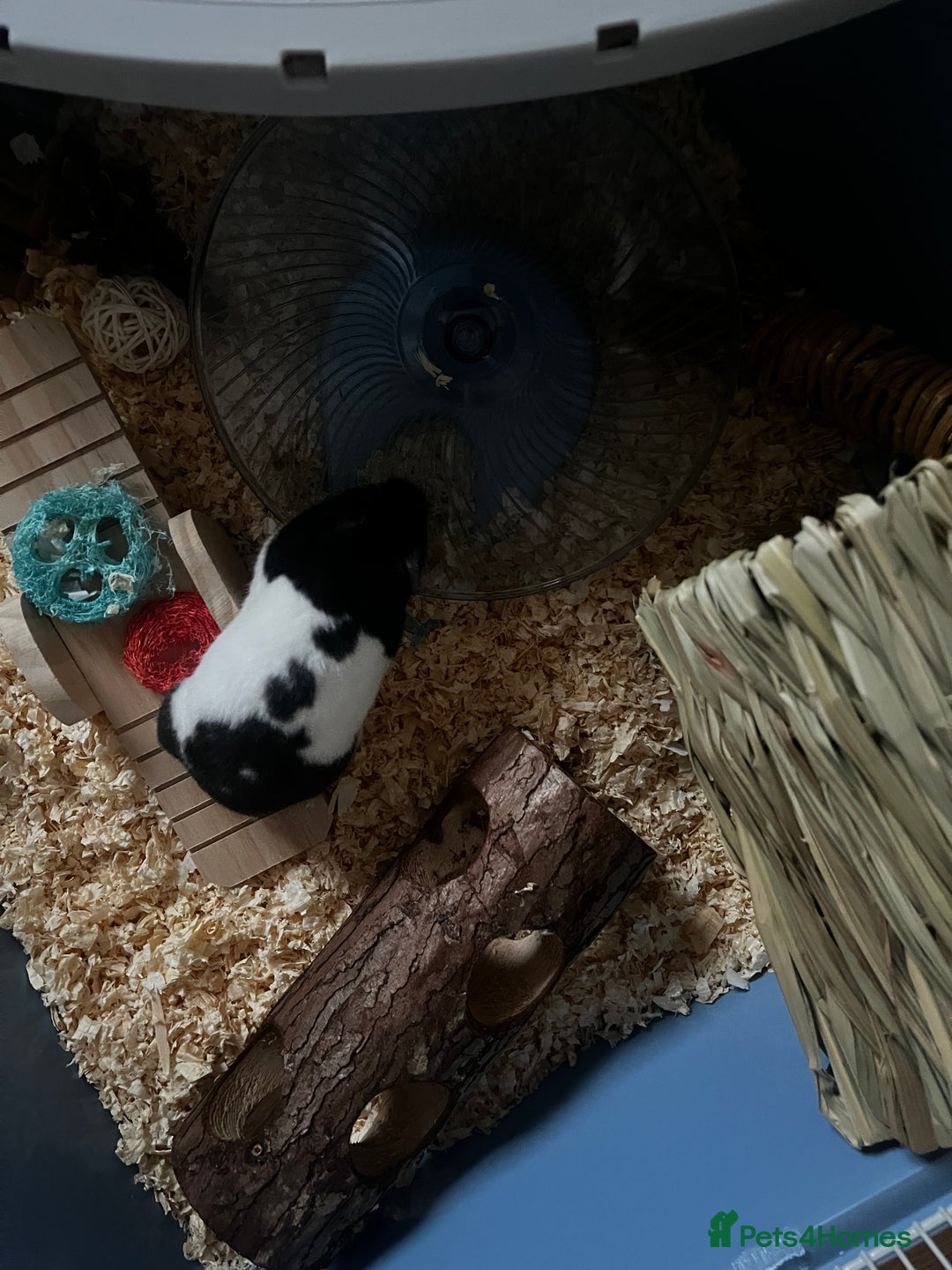 Hamster rodents for sale: Cute hamster needs forever home 🏠  - Advert 3