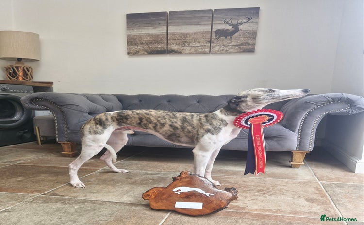 Whippet dogs - Advert 1