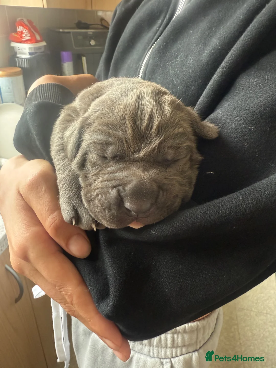 Cane Corso dogs for sale: 2 beautiful chunky cane corso male puppies  in Frizington - Advert 1