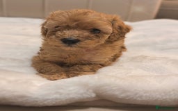 Cavapoochon dogs for sale: Premium Quality Teddy Toy Cavapoochons F1B - Advert 21