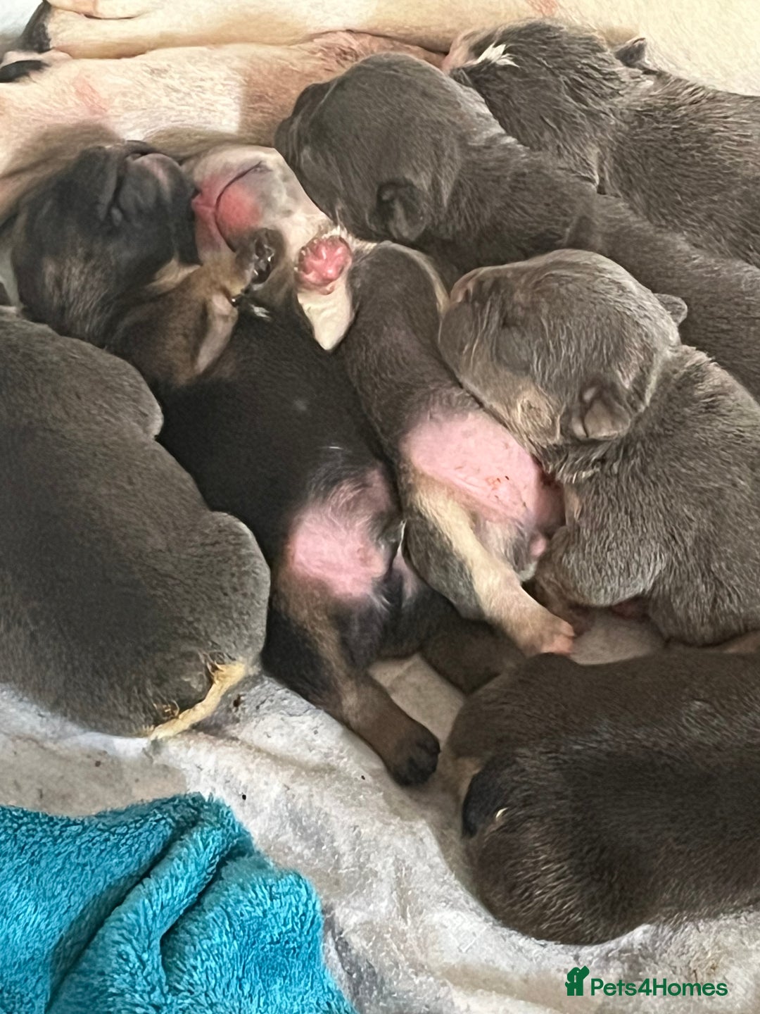 Mixed Breed dogs for sale: Puppies for sale  - Image 4