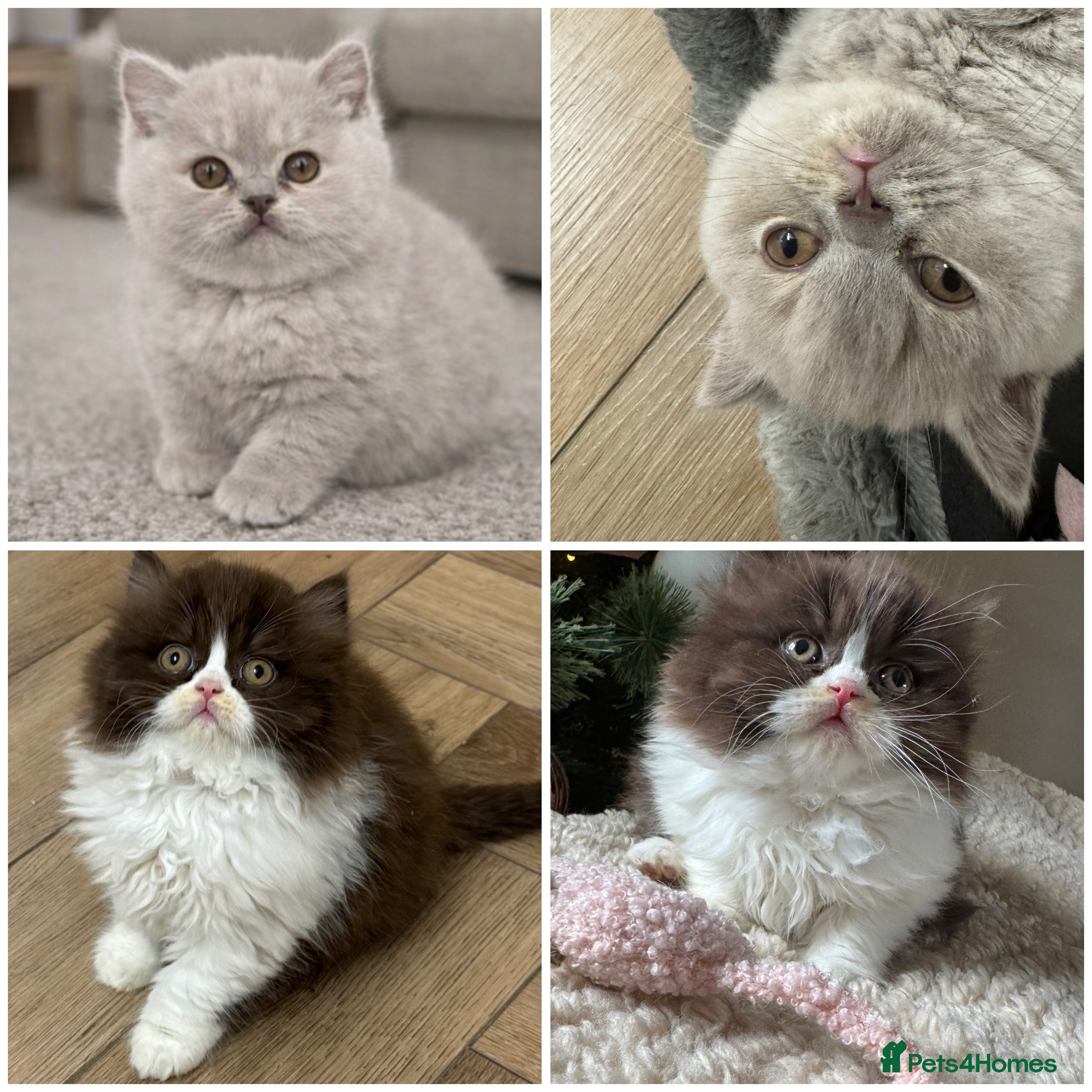 British Shorthair cats Ready now!! Exceptional British shorthair kittens  - Advert 1