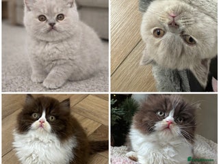 British Shorthair cats Ready now!! Exceptional British shorthair kittens - Advert 1