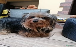 Yorkshire Terrier dogs for adoption: 💙🐶 BAILEY 🐶💙 - Image 7