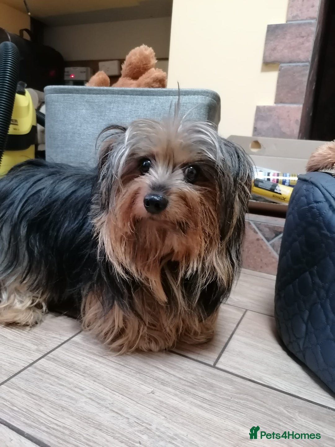 Yorkshire Terrier dogs for adoption: 💙🐶 BAILEY 🐶💙 - Image 7