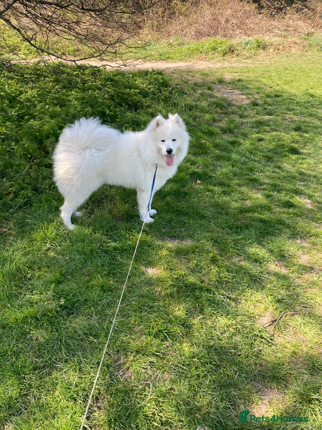Samoyed dogs for sale: KC registered Samoyed Female - Advert 3
