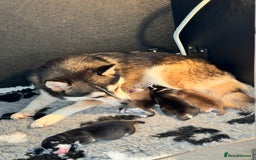 Pomsky dogs for sale: Lilac sired F2 masked Pomsky blue eyes  - Image 10